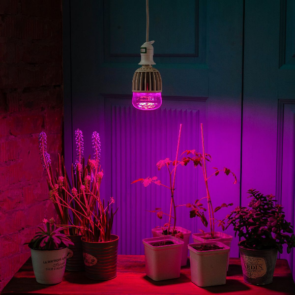 Лампа светодиодная для растений (11098) Uniel E27 20W прозрачная LED-M80-20W/SP/E27/CL ALS55WH