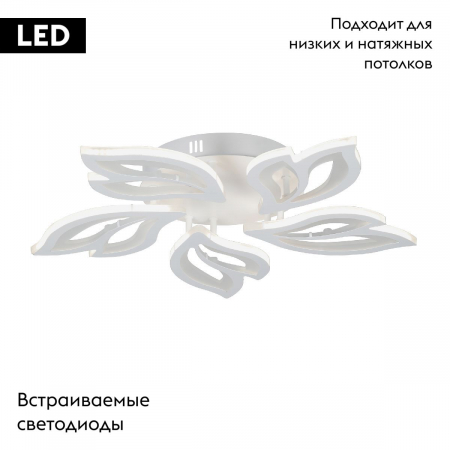 Vitaluce V3893-0/5PL